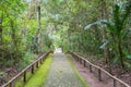 Green road in the forest, San AgustÃÂ­n Park, Huila Colombia Royalty Free Stock Photo
