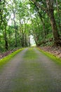Green road and green tree in the forest Royalty Free Stock Photo