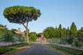 Green road in old historic city in Rome with a pine trees Royalty Free Stock Photo