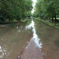 Green road after rain