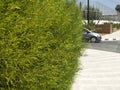Green roadside cedar hedge Royalty Free Stock Photo