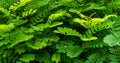 Green robinia leaves background or texture