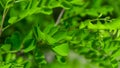 Green robinia leaves background or texture