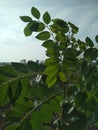 Green robinia pseudoacacia, false acacia or black locust plant with blue sky background