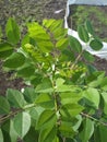 Robinia pseudoacacia, false acacia or black locust plant in the field