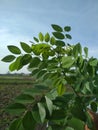 Robinia pseudoacacia , false acacia or black locust tree plant with blue sky background