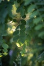 Green robinia tree leaves in park