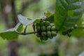 green robusta coffee