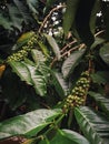 Green Robusta coffee beans ripening on the bush. Green leaves are visible Royalty Free Stock Photo