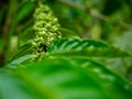 Green Robusta coffee plant and Fresh