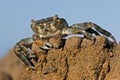 Green rock crab Royalty Free Stock Photo