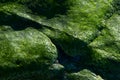 Green Rock IV