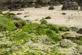 Green rocks beach at Bali, Indonesia. Sunrise at Bali Beach with green seaweeds rocks by the beach Royalty Free Stock Photo