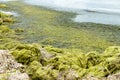 Green rocks. Beach with green seaweeds rocks by the beach. ecology and natural disasters concept Royalty Free Stock Photo