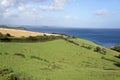 Green rolling hills, blue sea and cows Royalty Free Stock Photo