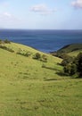 Green rolling hills, blue sea and cows Royalty Free Stock Photo
