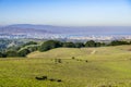 Green rolling hills in Briones Regional Park and Pollution over Suisun Bay in the background, Contra Costa county, San Francisco