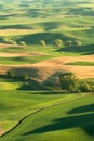 Green rolling hills of farmland wheat fields seen from the Palouse