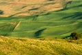 Green rolling hills of farmland wheat fields seen from the Palouse Royalty Free Stock Photo