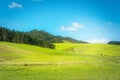 Green rolling hills of a pasture with cows grazing on the distant slopes. Iconic New Zealand. Royalty Free Stock Photo