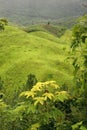 Green rolling landscape