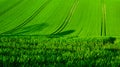 A green rolling wheat field with four seperate lines of tractor tyre tracks running vertically up the green field, Sussex, England Royalty Free Stock Photo