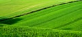 Green rolling wheat fields with lines of tractor tyre tracks running up the green field, Sussex, England Royalty Free Stock Photo