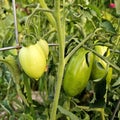 Green roma tomatoes growing with support from a tomatoe cage. Royalty Free Stock Photo