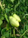 Green roma tomatoes growing on tomatoe plant. Royalty Free Stock Photo