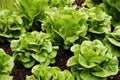 Green romaine lettuce Royalty Free Stock Photo