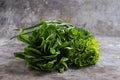 Green romaine lettuce Royalty Free Stock Photo