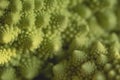 Green romanesco broccoli logarithmic spirals close up Royalty Free Stock Photo
