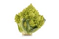 Green Romanesco broccoli on white background