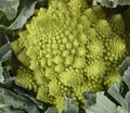 Green Romanesco cauliflower