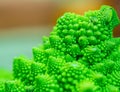 Green Romanesque broccoli detailed texture close up