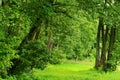 Green romantic glade or alley in deciduous forest. Common alder also known as the black alder or European alder (Alnus