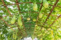 Green roof made from calabash plant