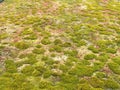 green roof with plants Royalty Free Stock Photo