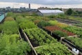 green rooftop farm, filled with vegetables and fruits