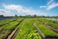 green rooftop farm, growing fresh produce and herbs