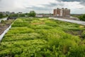 green rooftop farm, growing fresh produce and herbs