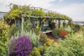 green rooftop garden with climbing vines and blooming flowers