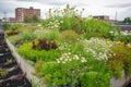 green rooftop garden, with unique plants and flowers