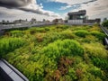 Green rooftop garden in urban oasis