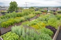 green rooftop garden with vegetables, herbs, and flowers