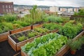 green rooftop garden, with vegetables and herbs growing in raised beds