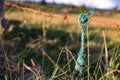 Green rope hanging from a rusted barb wired