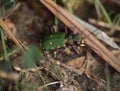 Green rose beetle in the grass