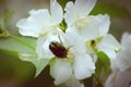 Green Rose Chafer Beetle On White Flowers Of Jasmine With Blurred Background
