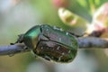 Green rose chafer (Cetonia aurata)